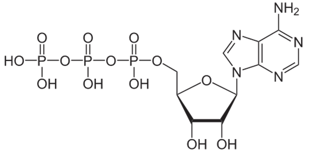 Struktur von Adenosintriphosphat (ATP), protonierte Form
