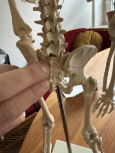 Sicht auf die Kreuzbeinfuge